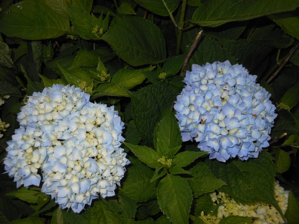 Nikko Blue Hydrangea Live Plant - 2.5" Pot - Classic Blue Flowers - Image 2