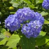 Nikko Blue Hydrangea Live Plant – Quart Pot – Outdoor Shrub - Image 1