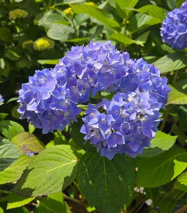 Nikko Blue Hydrangea Live Plant – Quart Pot – Outdoor Shrub - Image 1