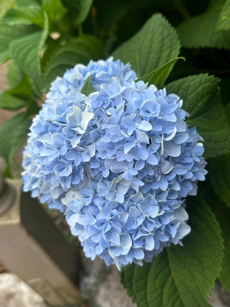 Nikko Blue Hydrangea Live Plant – Quart Pot – Outdoor Shrub - Image 2
