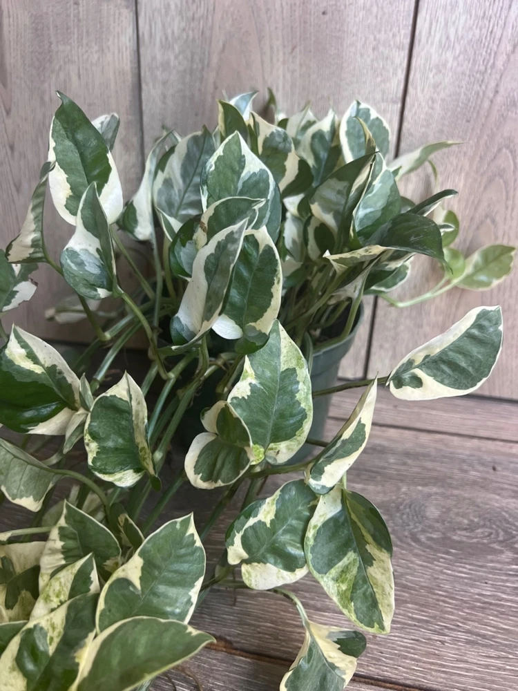 N'Joy Pothos Live Plant – Epipremnum Aureum – 6 inch Pot – Indoor Houseplant - Cannot ship to CA - Image 2