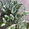 N'Joy Pothos Live Plant – Epipremnum Aureum – 6 inch Pot – Indoor Houseplant - Cannot ship to CA - Image 1