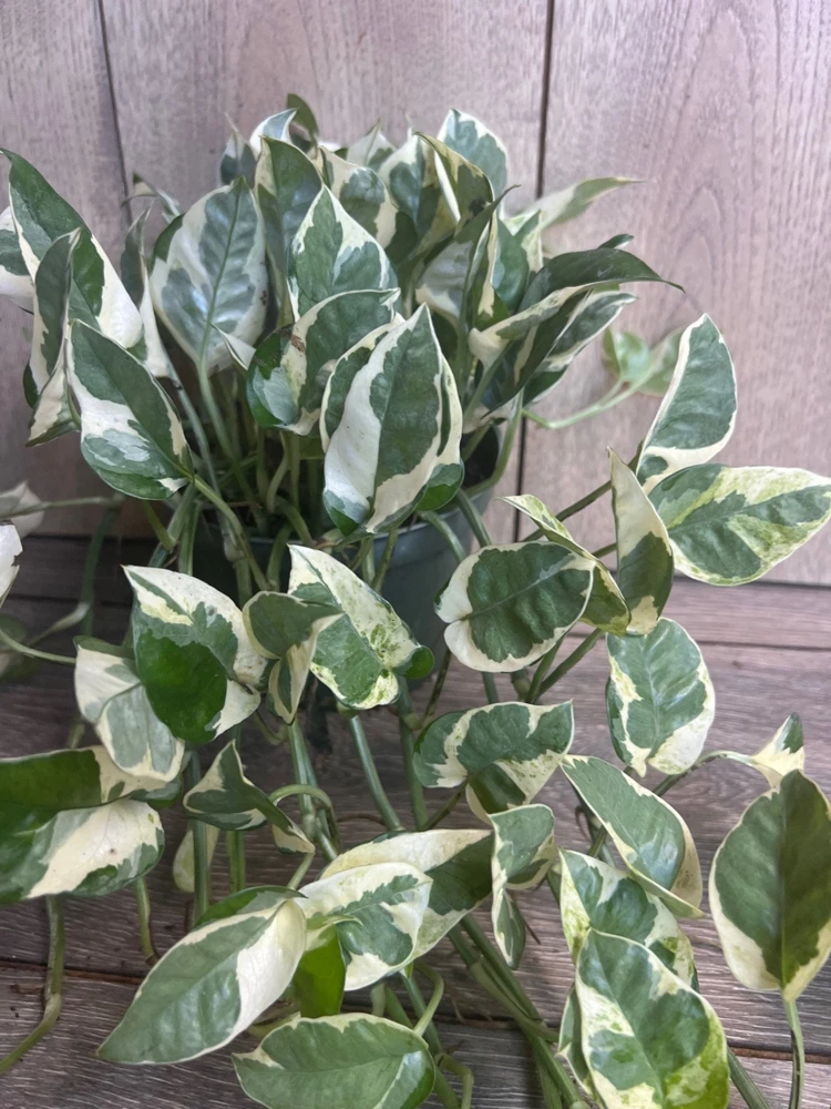 N'Joy Pothos Live Plant – Epipremnum Aureum – 6 inch Pot – Indoor Houseplant - Cannot ship to CA - Image 1