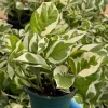 N'Joy Pothos Live Plant - Epipremnum Aureum Variegated Houseplant in 4" Pot - Image 1