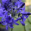 Northern Star Agapanthus Live Plant – Hardy Violet-Blue Flowers – USDA Zones 6-10 - Image 1