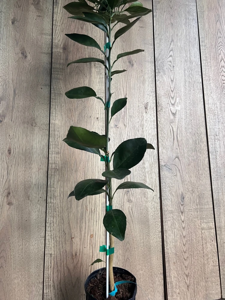 Nules Clementine Tree Live Plant - Sweet, Juicy Fruit, 1/2 Gallon Pot, Indoor/Outdoor - Cannot ship to CA - Image 2