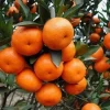 Nules Clementine Tree Live Plant - Sweet, Juicy Fruit, 1/2 Gallon Pot, Indoor/Outdoor - Cannot ship to CA - Image 1