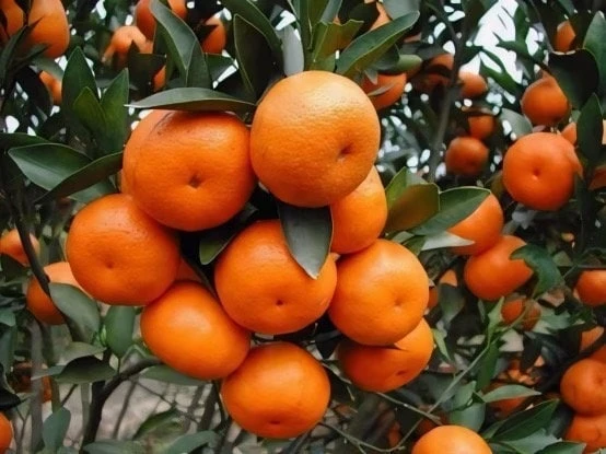 Nules Clementine Tree Live Plant - Sweet, Juicy Fruit, 1/2 Gallon Pot, Indoor/Outdoor - Cannot ship to CA - Image 1