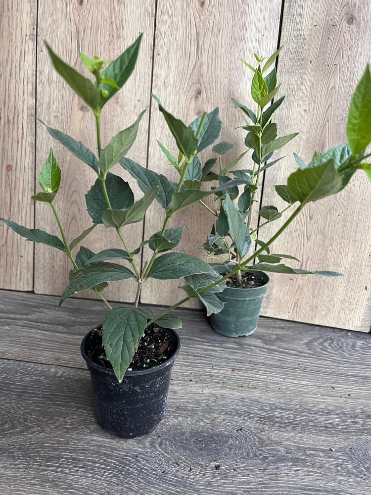 Nyctanthes arbor-tristis Live Plant - Night-flowering Jasmine in 4" Pot - Cannot ship to CA - Image 2