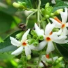 Nyctanthes arbor-tristis Live Plant - Night-flowering Jasmine in 4" Pot - Cannot ship to CA - Image 1