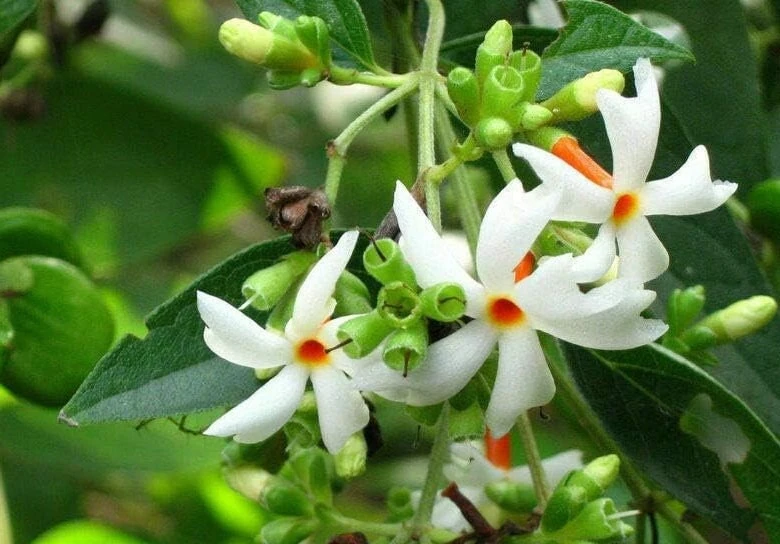 Nyctanthes arbor-tristis Live Plant - Night-flowering Jasmine in 4" Pot - Cannot ship to CA - Image 1