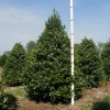 Oak Leaf Holly Live Plant - Evergreen Shrub for Outdoor Landscaping - Image 1