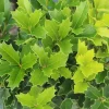 Oakland Holly Live Plant – 1 Gallon Evergreen Shrub – Outdoor - Image 1