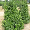 Oakland Holly Live Plant – Evergreen Shrub – Quart Pot – Outdoor - Image 1