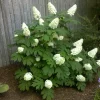 Oakleaf Hydrangea Live Plant – 4 inch Pot – Outdoor Shrub - Image 1