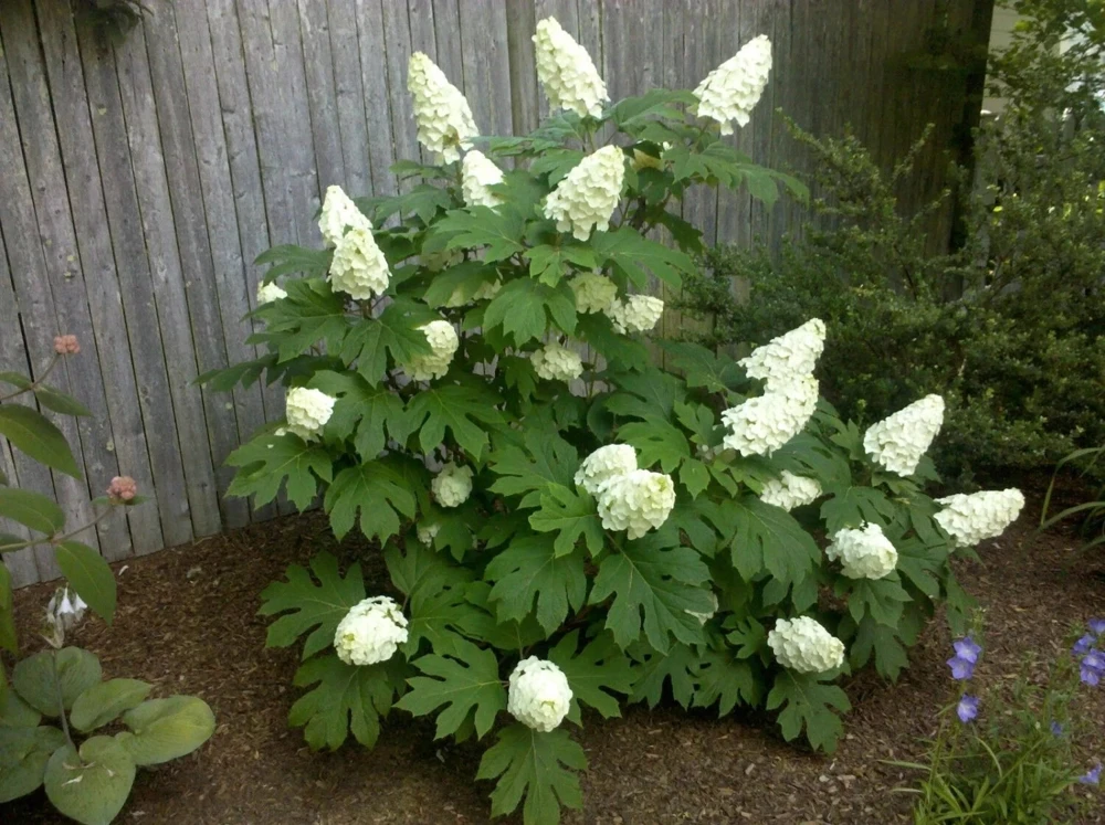 Oakleaf Hydrangea Live Plant – 4 inch Pot – Outdoor Shrub - Image 1