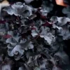 Obsidian Heuchera Live Plant - Dark Foliage Perennial - USDA Zones 4-9 - Image 1