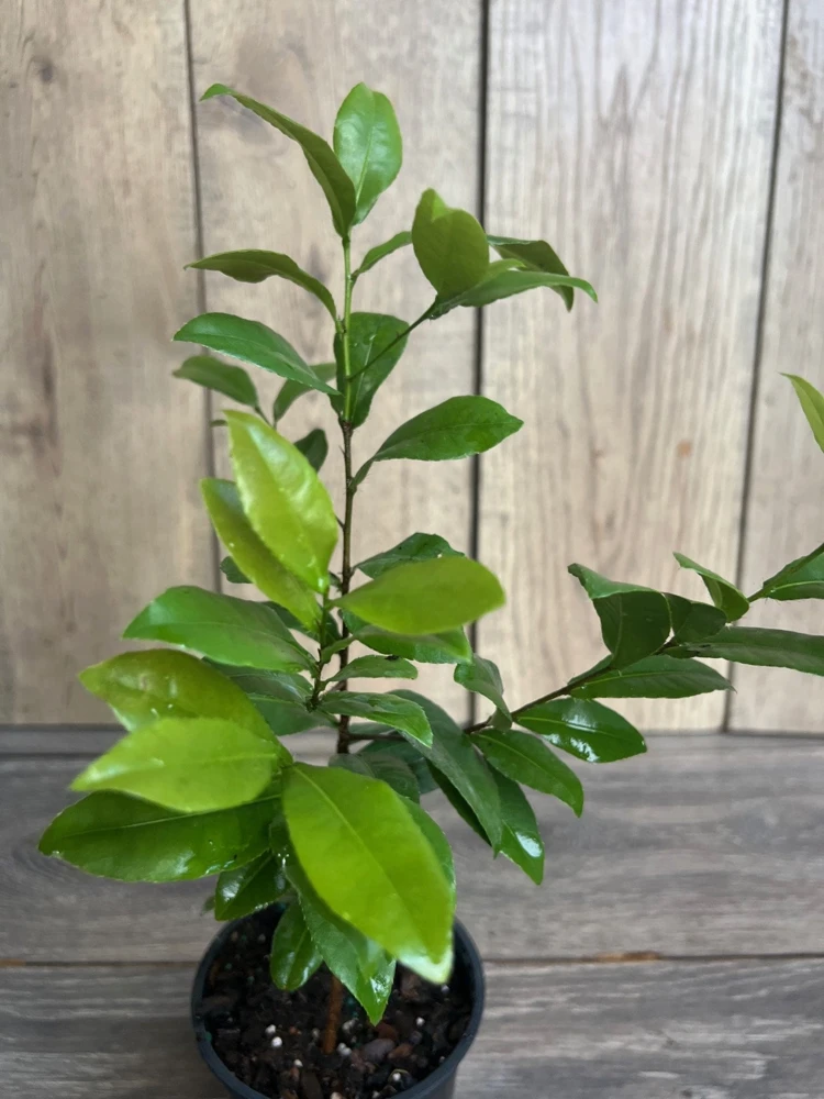 Ochna Serrulata Mickey Mouse Plant - Live Plant - 4 inch Pot - Outdoor Shrub - Cannot ship to CA - Image 2