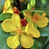 Ochna Serrulata Mickey Mouse Plant - Live Plant - 4 inch Pot - Outdoor Shrub - Cannot ship to CA - Image 1