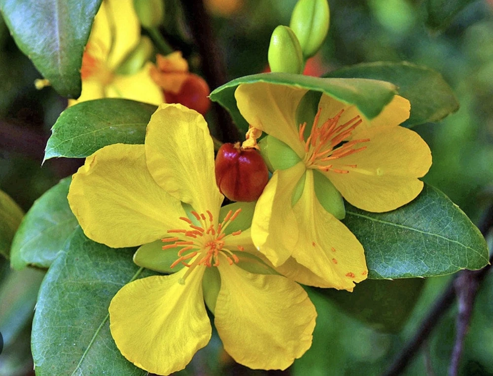 Ochna Serrulata Mickey Mouse Plant - Live Plant - 4 inch Pot - Outdoor Shrub - Cannot ship to CA - Image 1