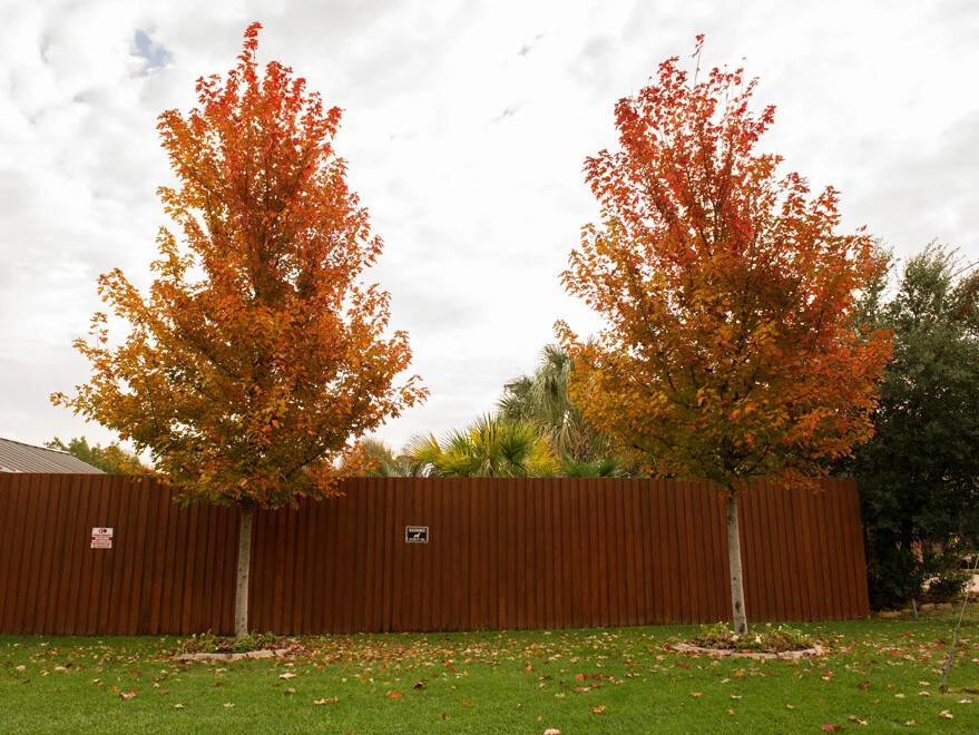 October Glory Maple Live Tree – 1 Quart Pot – Vibrant Fall Color – Outdoor - Image 2