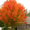 October Glory Maple Live Tree – 1 Quart Pot – Vibrant Fall Color – Outdoor - Image 1
