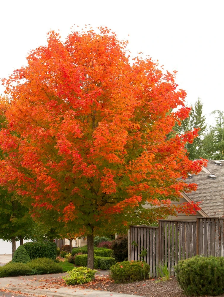 October Glory Maple Live Tree – 1 Quart Pot – Vibrant Fall Color – Outdoor - Image 1