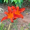 October Orange 3 Daylily Root Fans - Perennial Flower Plant Outdoor - Image 1