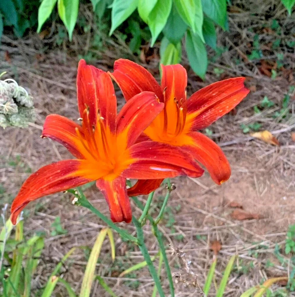 October Orange 3 Daylily Root Fans - Perennial Flower Plant Outdoor - Image 1