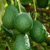 Oh La La Avocado Tree - Persea Americana Grafted Live Plant - 3 Gallon Pot - Cannot ship to CA - Image 1