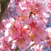 Okame Cherry Tree Live Plant – 1 Quart Pot – Pink Flowering Outdoor Tree - Image 1