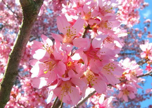 Okame Flowering Cherry Tree - Live Plant - Pink Blooms - Outdoor - Image 1