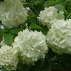 Old Fashion Snowball Viburnum Live Plant – 4 inch Pot – Outdoor Shrub - Image 1