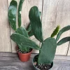 Opuntia Prickly Pear Cactus Live Plant – 4 inch Pot – Edible Indoor/Outdoor - Cannot ship to CA - Image 1