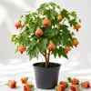 Orange Abutilon Live Plant - Trailing Lantern Flower Vine, 4-6 Inch Tall - Image 1