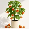 Orange Abutilon Live Plant – Trailing Lantern Flower Vine – 4-6 Inch Tall - Image 1
