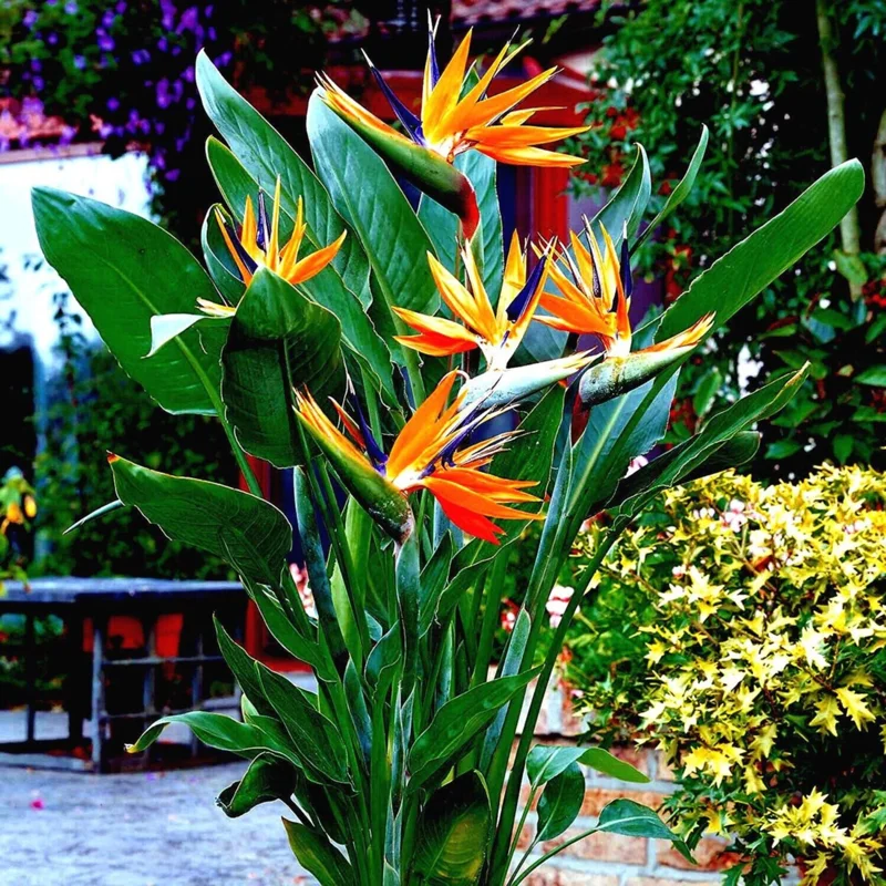 Orange Bird of Paradise Live Plant - Strelitzia Reginae, 4 Inch Starter - Image 2