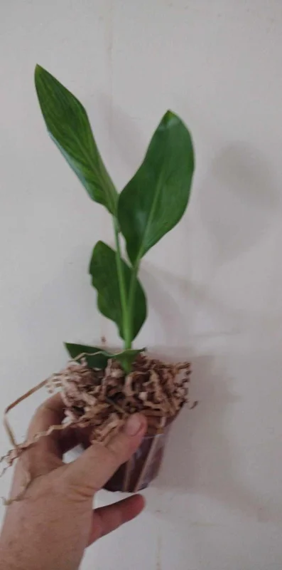 Orange Bird of Paradise Live Plant - Strelitzia Reginae 4" Starter Pot - Image 2