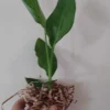 Orange Bird of Paradise Live Plant - Strelitzia Reginae - 8 inch Tall Tropical Indoor/Outdoor - Image 1