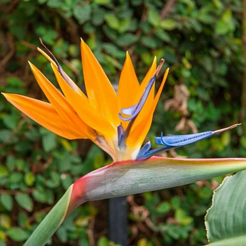 Orange Bird of Paradise Live Plant - Strelitzia Reginae 4" Starter Pot - Image 1