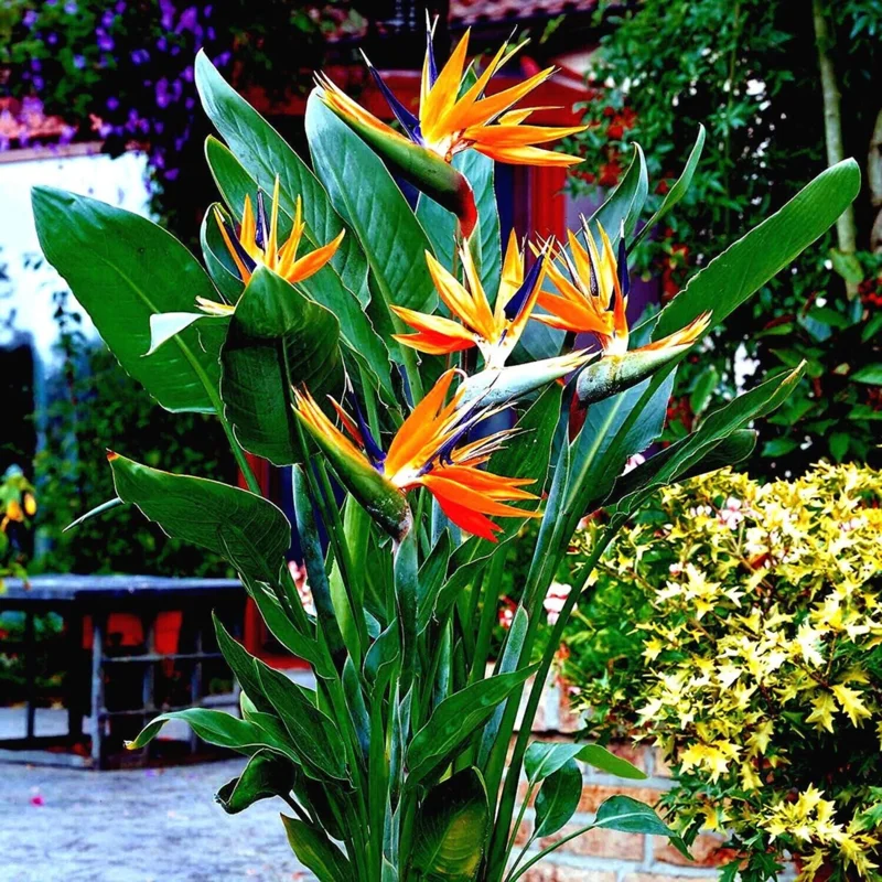 Orange Bird of Paradise Live Plant - Strelitzia Reginae 4" Starter Pot - Image 3