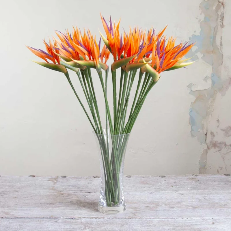 Orange Bird of Paradise Live Plant - Strelitzia Reginae 4" Starter Pot - Image 4