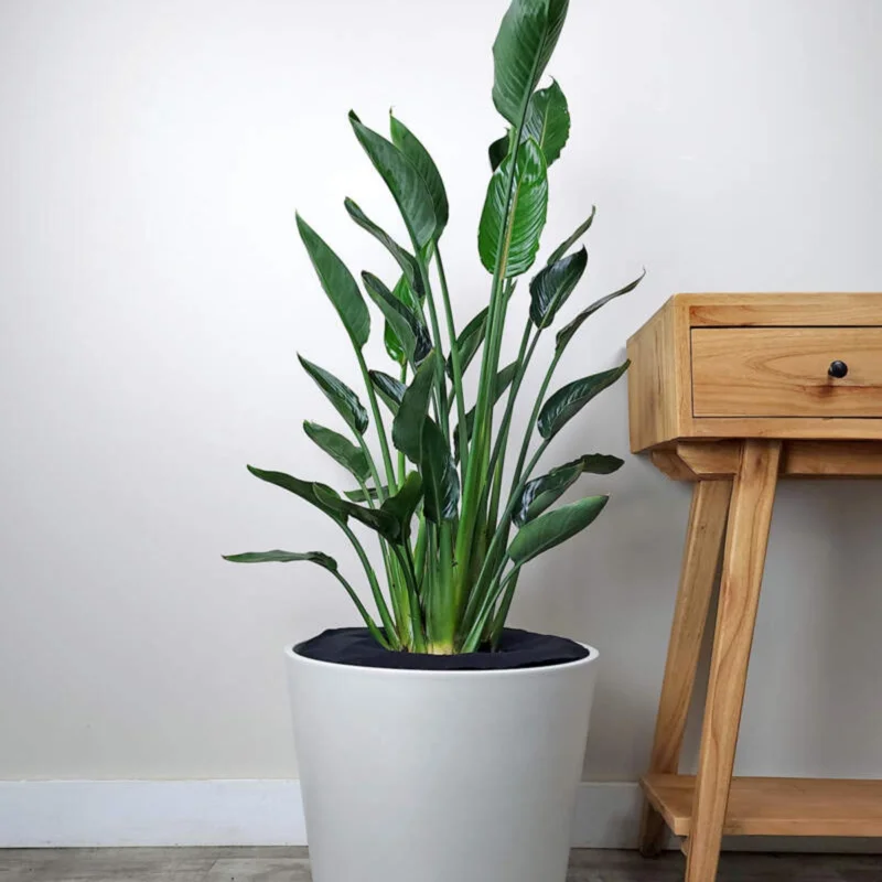 Orange Bird of Paradise Live Plant - Strelitzia Reginae 4" Starter Pot - Image 5