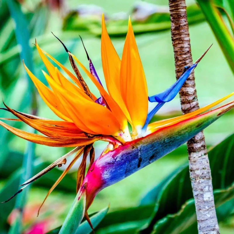 Orange Bird of Paradise Live Plant - Strelitzia Reginae 4" Starter Pot - Image 7