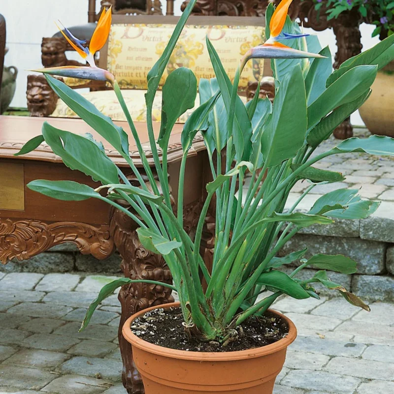 Orange Bird of Paradise Live Plant - Strelitzia Reginae 4" Starter Pot - Image 8