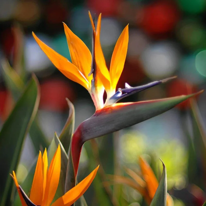 Orange Bird of Paradise Live Plant - Strelitzia Reginae 4" Starter Pot - Image 9