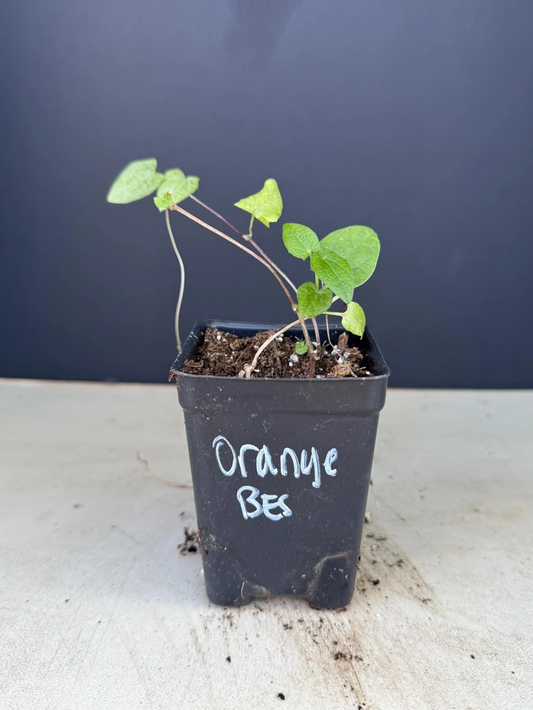 Orange Black Eyed Susan Vine Live Plant - Thunbergia Alata - Climber - Image 2