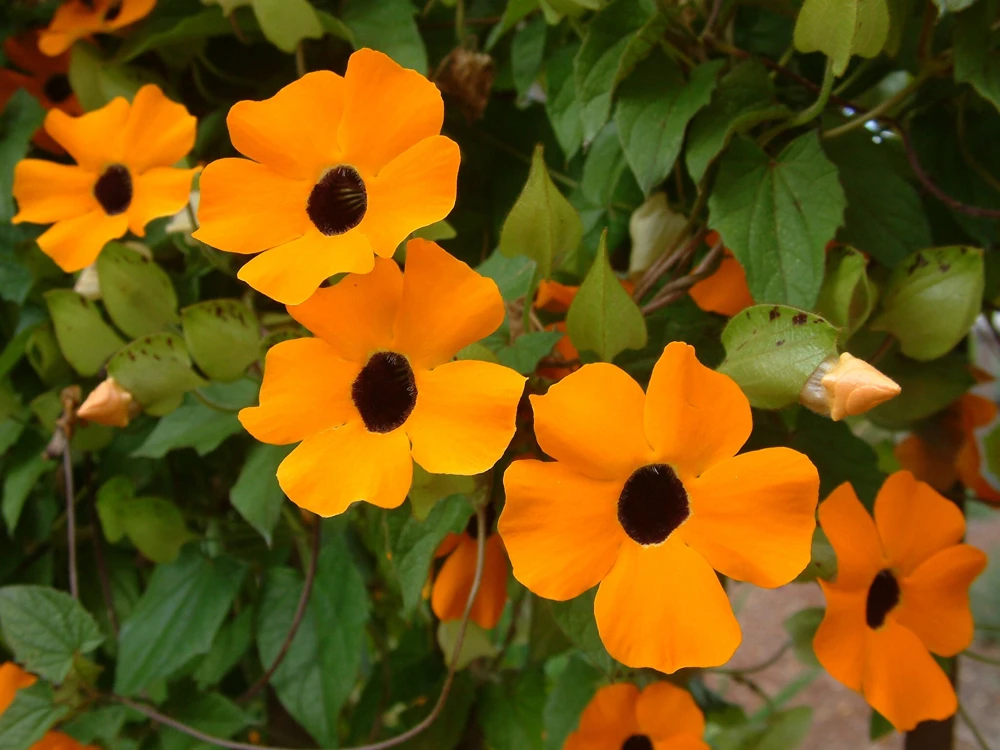 Orange Black Eyed Susan Vine Live Plant - Thunbergia Alata - Climber - Image 3