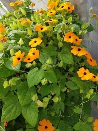 Orange Black Eyed Susan Vine Live Plant - Thunbergia Alata - Climber - Image 4