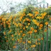 Orange Black Eyed Susan Vine Live Plant - Thunbergia Alata - Climber - Image 1